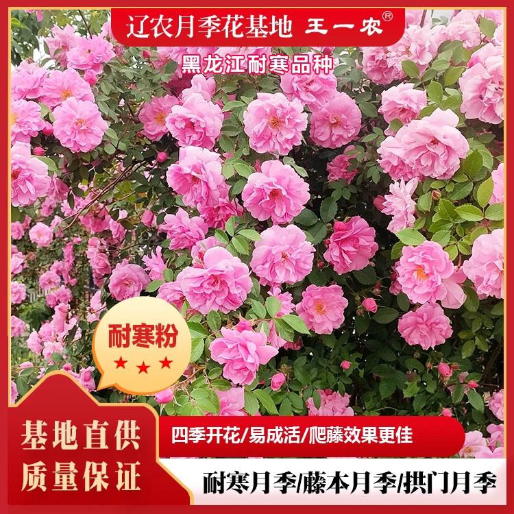 精品耐寒粉色月季