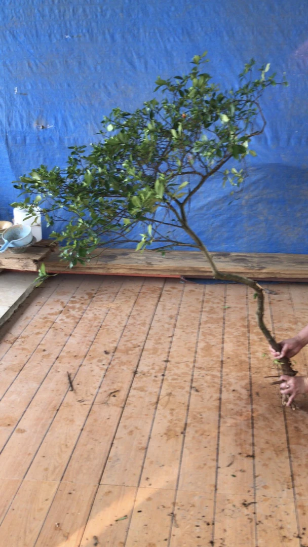 盆景素材带飘栀子花