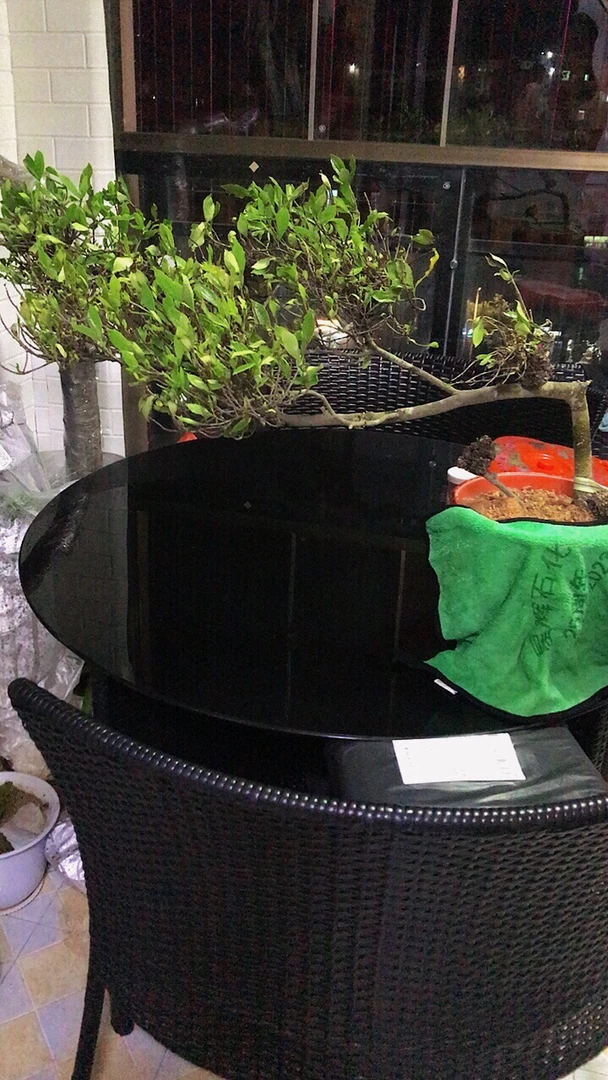 栀子花带瘤疤老庄