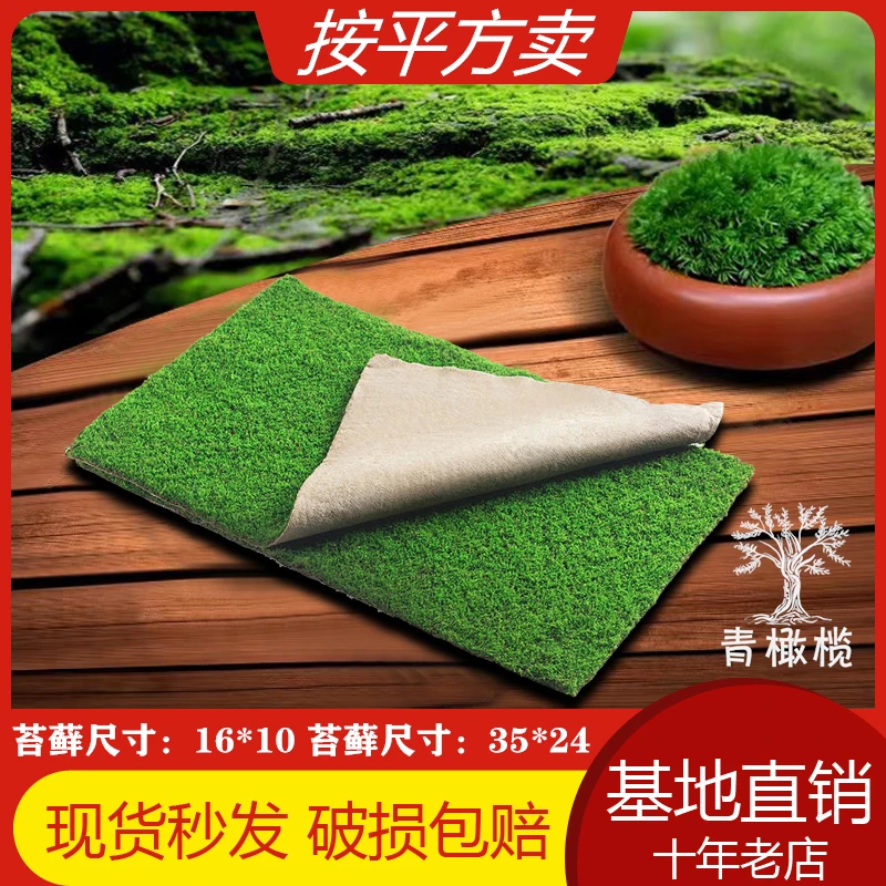 苔藓微景观鲜活短绒藓铺面青苔植物盆景桌面盆栽造景小灰藓永生藓