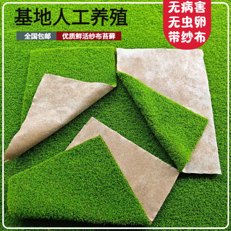 纱布短绒小灰鲜活微景观盆景铺面青苔庭院雨林水陆缸造景苔藓景观