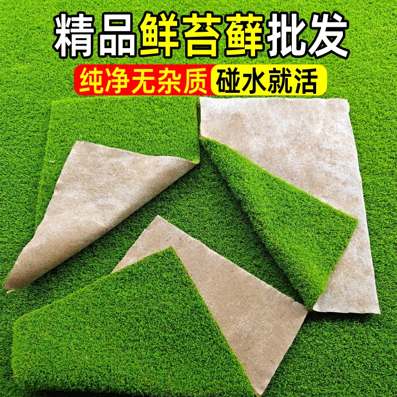 小灰苔藓布景草皮绿植青苔铺面盆景纱布短绒藓苔藓批发直播青苔