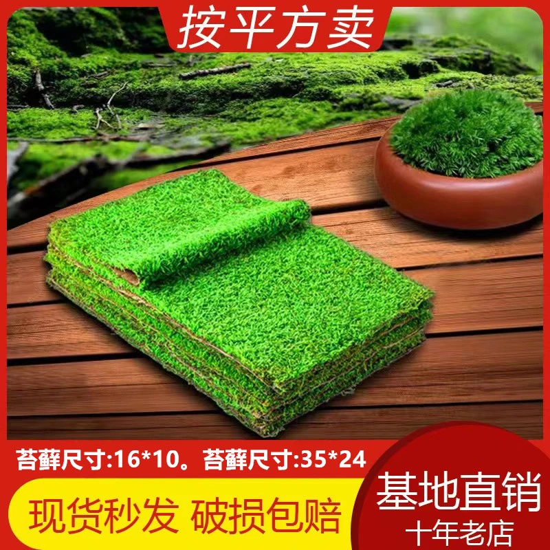 造景鲜活苔藓微景观青苔景观植物铺面短绒小灰藓搭配庭院桌面盆栽