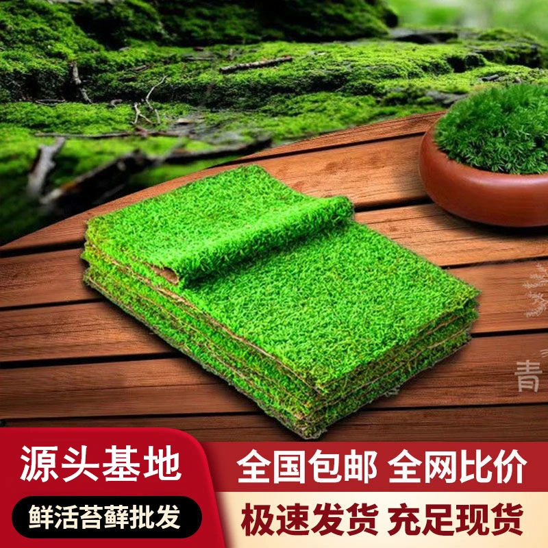 短绒藓小灰苔藓盆景室内绿微景观材料植物鲜活苔藓盆景铺面蒲草皮