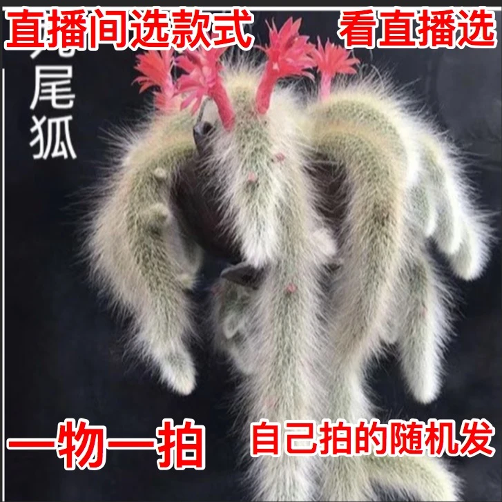 【5尾-40尾】一物一拍九尾狐老桩多肉猴尾柱白毛奇趣组合盆栽