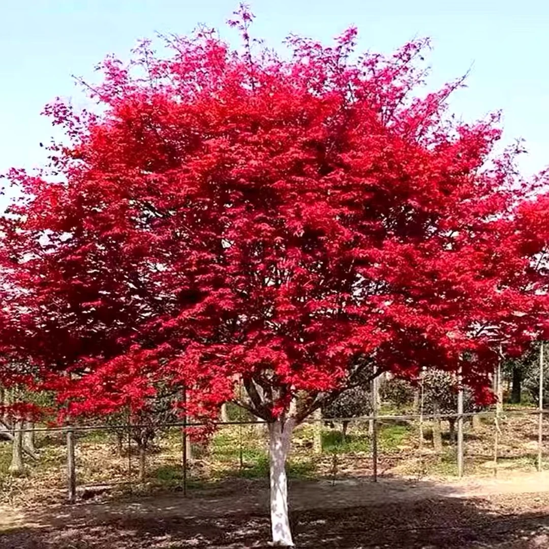 日本红枫树苗四季红舞姬室外耐寒枫叶盆景盆栽庭院绿化植物风景树