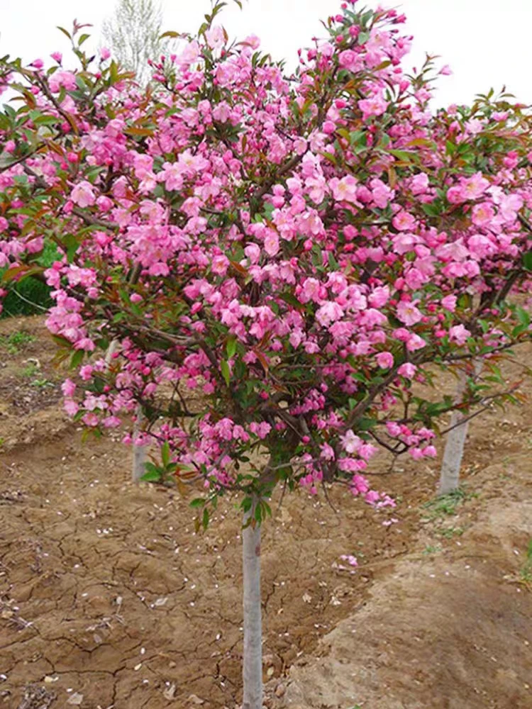 海棠花树苗西府海棠垂丝海棠庭院植物南北方种植