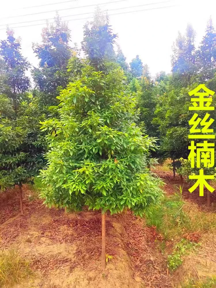 金丝楠木树苗小叶桢楠耐寒抗旱品种南方北方种植