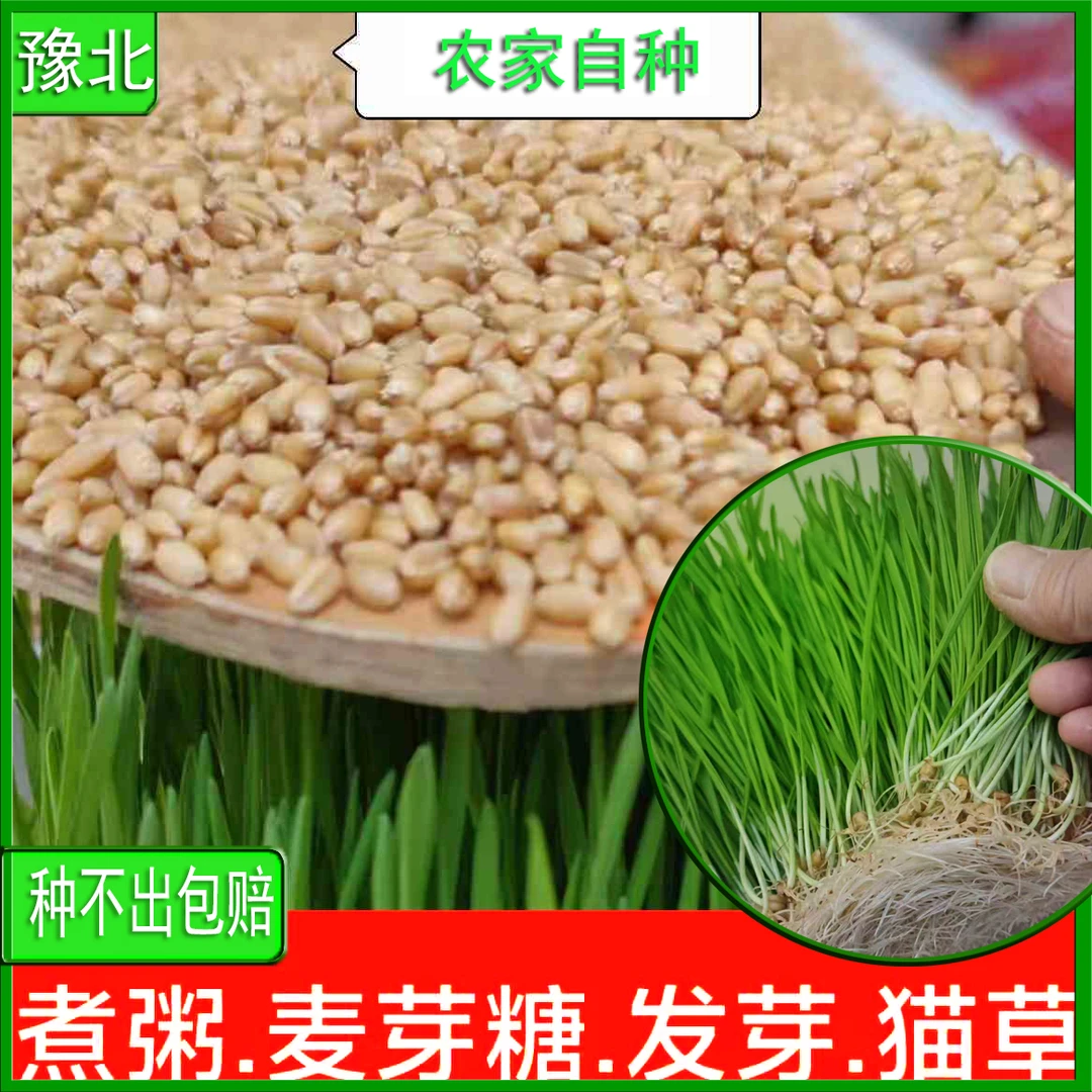 农家自产新小麦粒带皮麦子发芽做麦芽糖小麦草榨汁