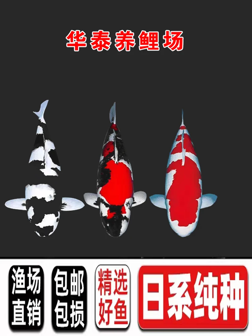 精品血统锦鲤观赏鱼红白大正昭和五色绯写白写茶鲤