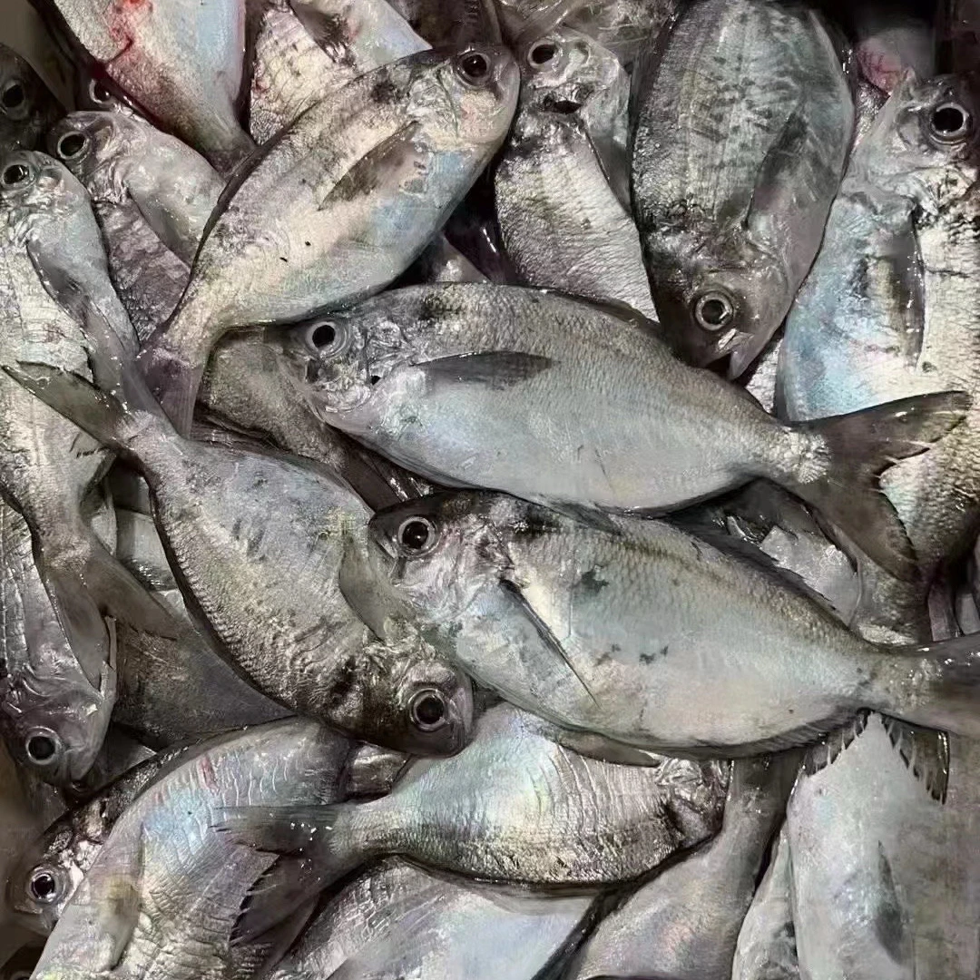 肉昌鱼(乌前)5斤  (5条左右)省内包邮