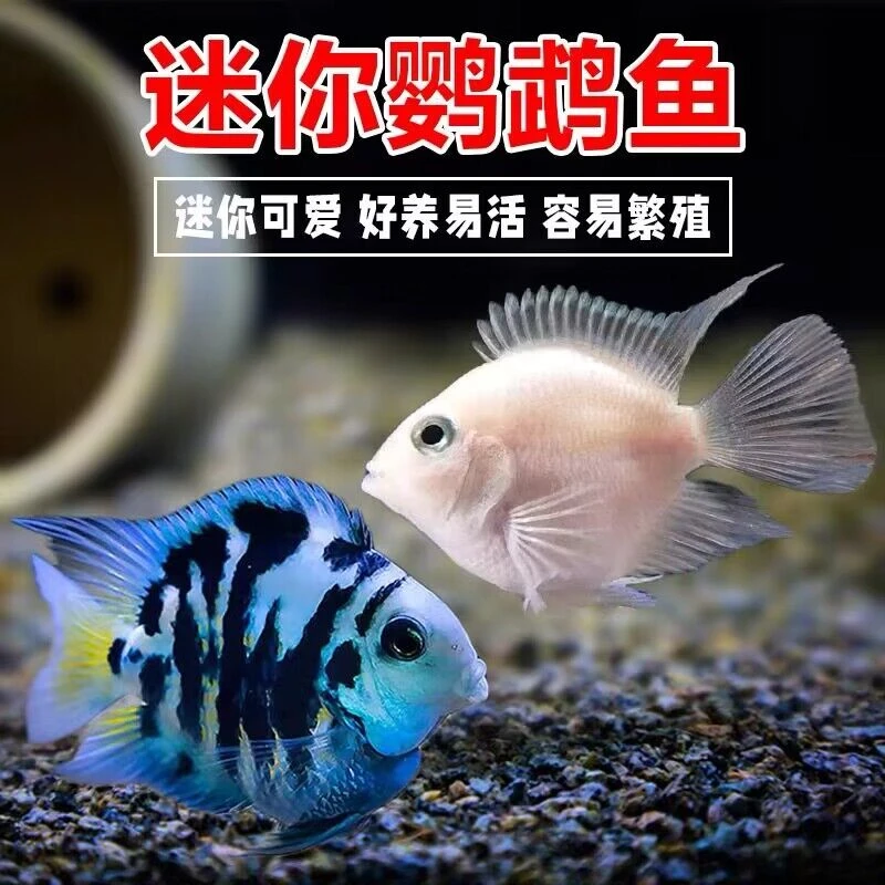 迷你鹦鹉鱼观赏鱼短雕鱼小型鱼宝蓝白金可繁殖热带鱼耐活好养淡水