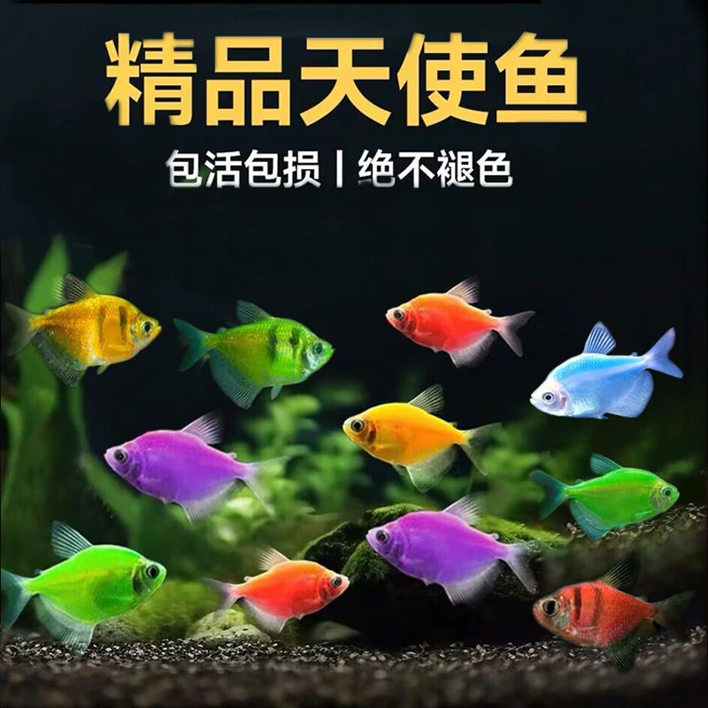 天使鱼七彩鱼活体斑马孔雀鱼群游鱼草缸鱼热带观赏金鱼淡水鱼好养