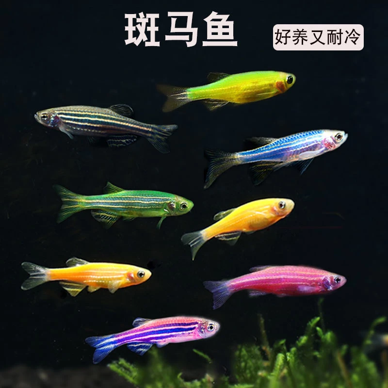 斑马鱼七彩饲养鱼苗观赏鱼好养灯科鱼迷你鱼群游小型淡水鱼耐活