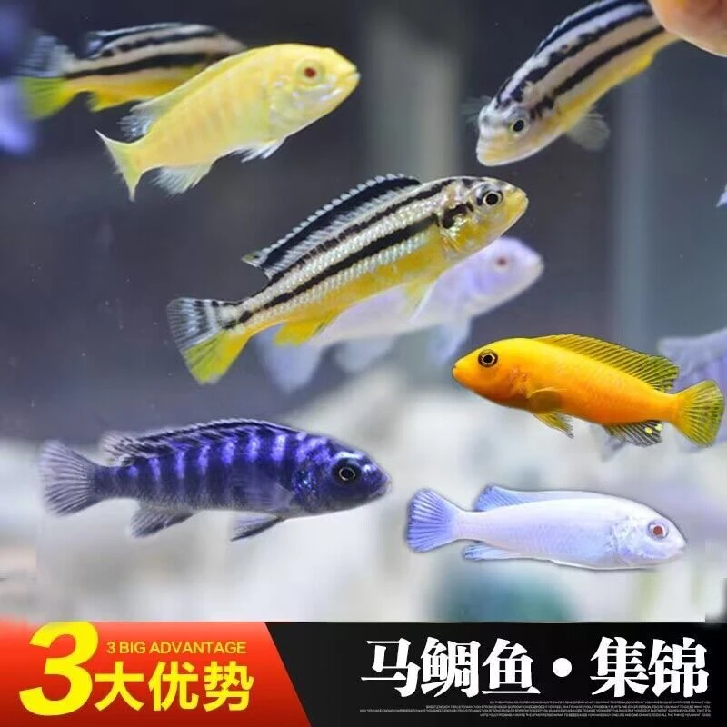 三湖慈雕鱼马雕蓝阿里非洲黑线王子热带观赏鱼活体小型耐养淡水鱼