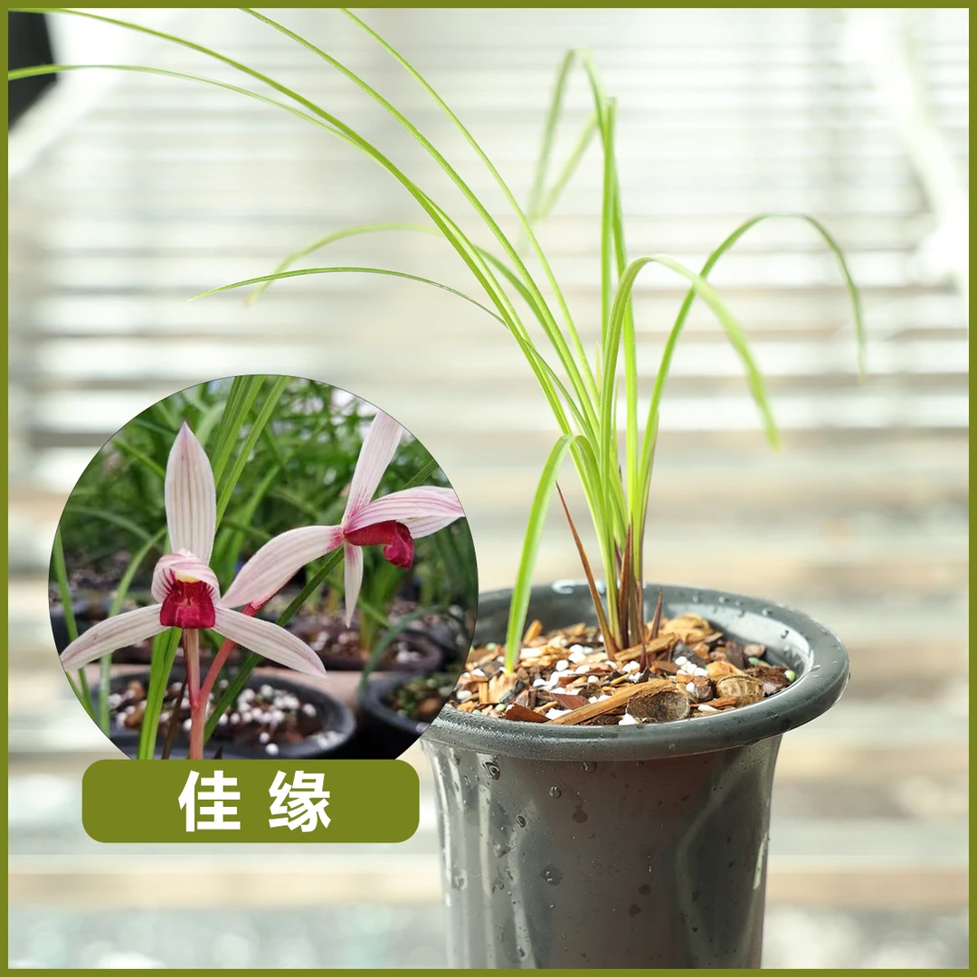 莲瓣兰佳缘基地直发正宗兰花种植发货