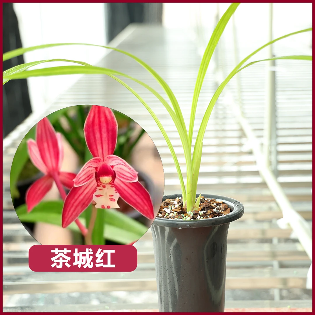 秋榜茶城红基地直发种植正宗兰花