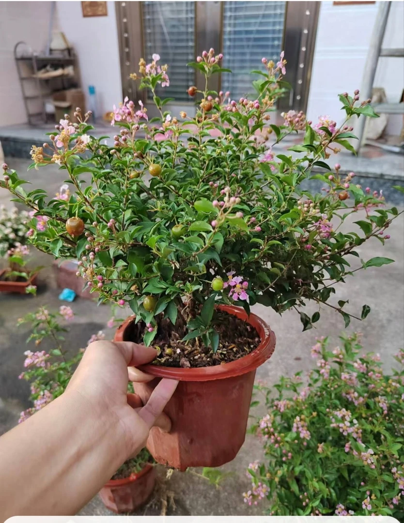 台湾李氏珍珠樱花老桩棒棒糖带造型盆栽，送一瓶坐果液