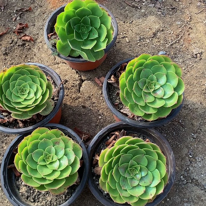 多肉植物花卉发师单头5个