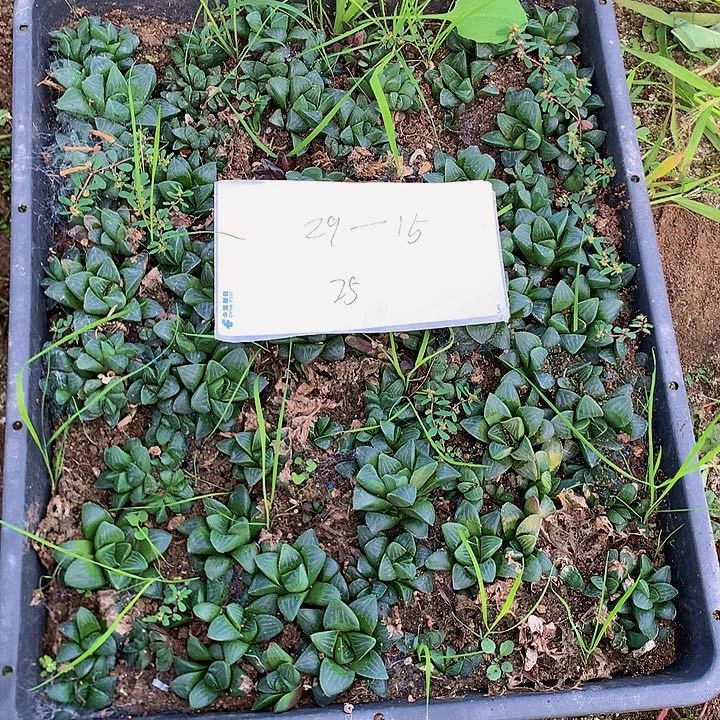 我****歌多肉植物花卉29-15