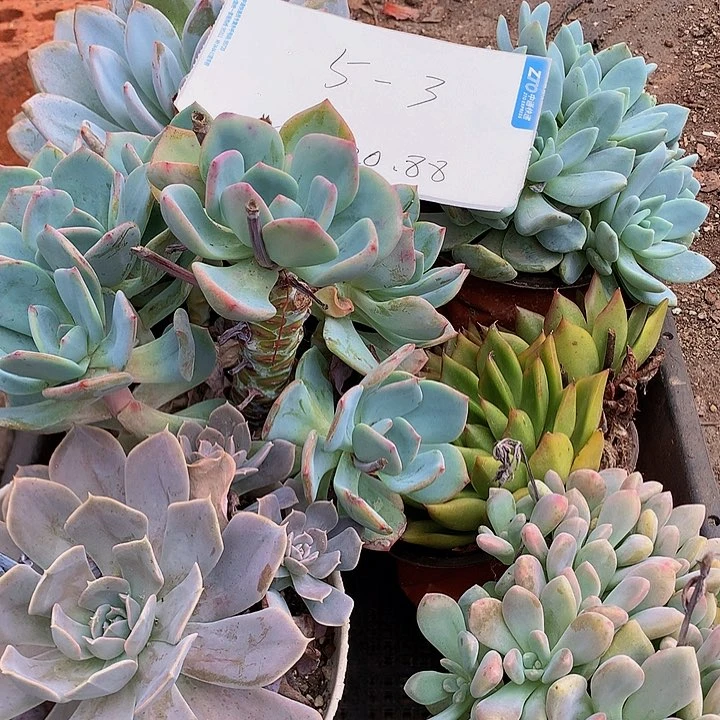 杀**天多肉植物花卉