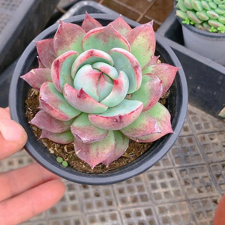 多肉植物精品甄选