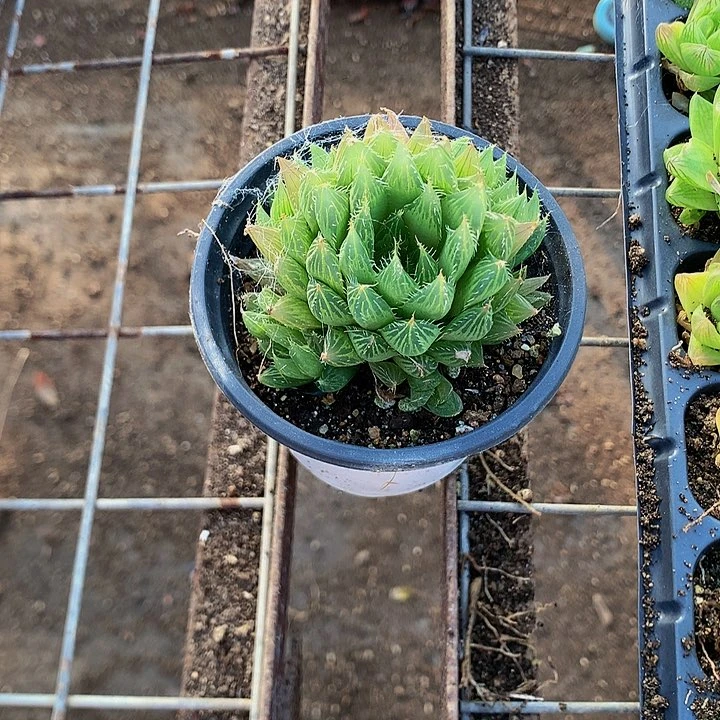 三角玉露3盆多肉植物