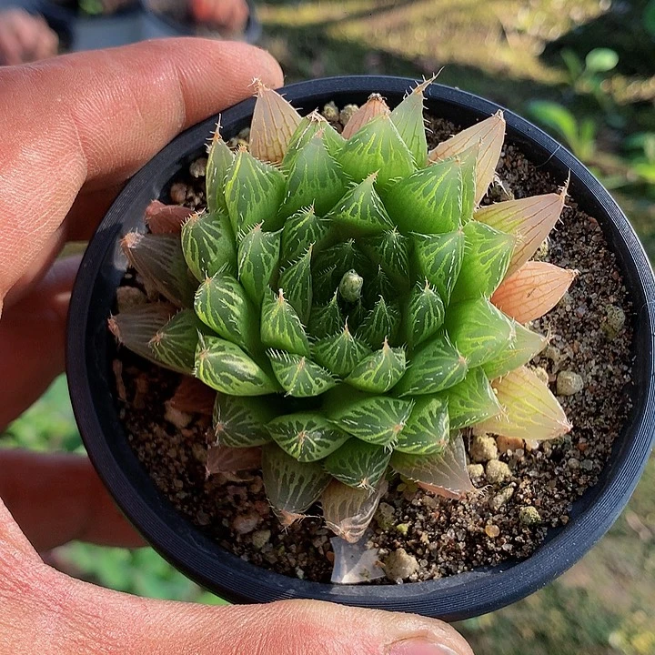 多肉植物花卉三角琉璃店20个