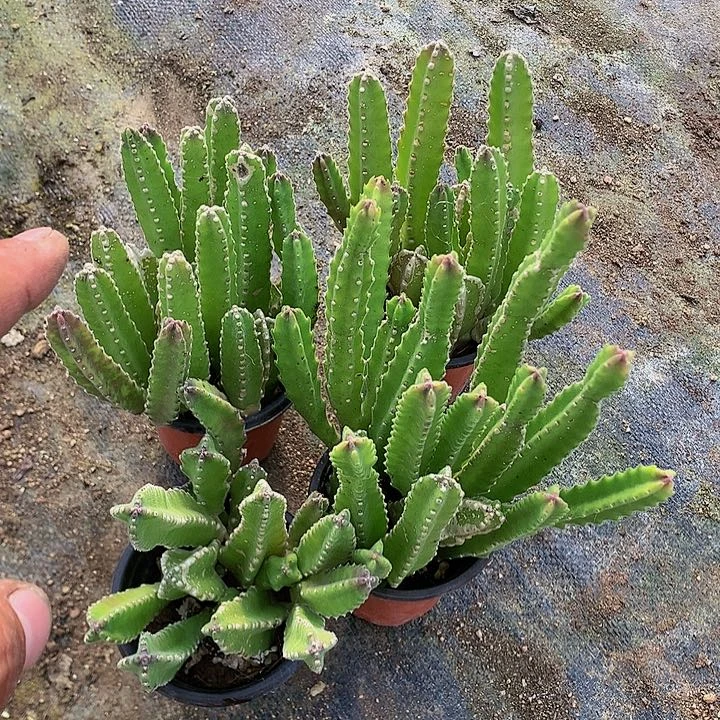 多肉植物花卉龙王脚4盆