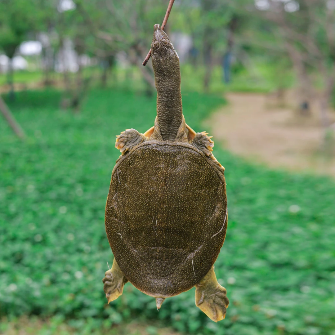 外塘甲鱼2只生态放养鲜活食用甲鱼死亡包赔到手净重2只公4-4.3斤