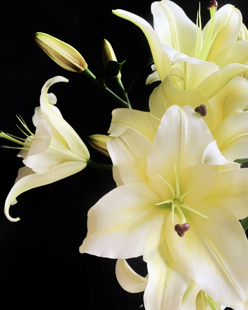 【云南鲜花】黄天霸百合-基地直发