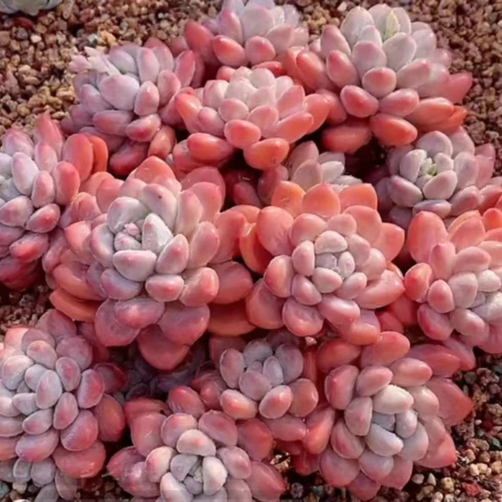 【苏沐花坊】推荐多肉植物用品【1】