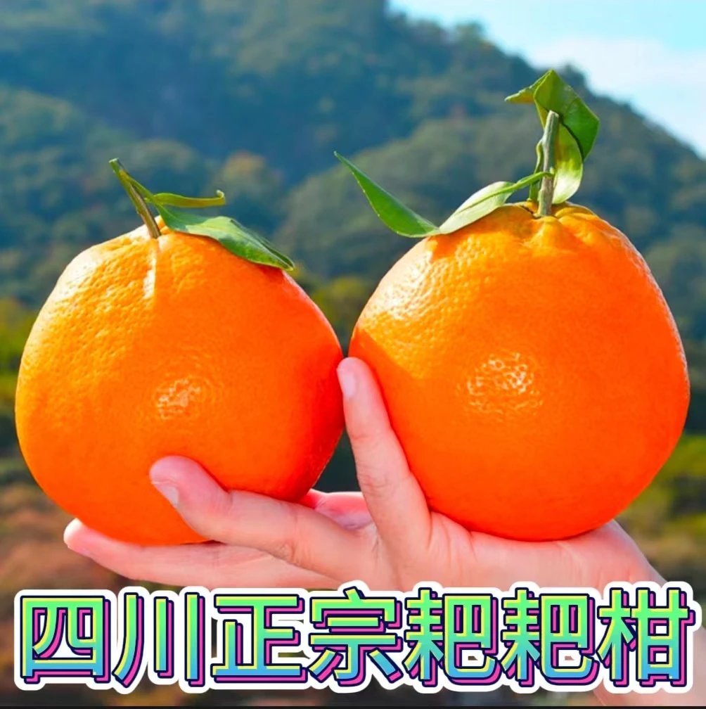 四川春见耙耙柑新鲜水果爆汁清甜果粒现摘现发应季柑橘发货送货