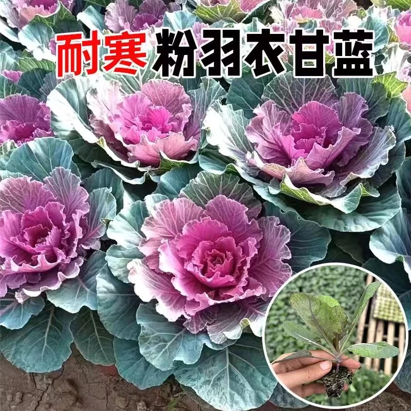 超耐寒羽衣甘蓝秧苗庭院花坛绿化紫绿粉牡丹菜四季阳台观叶盆栽苗