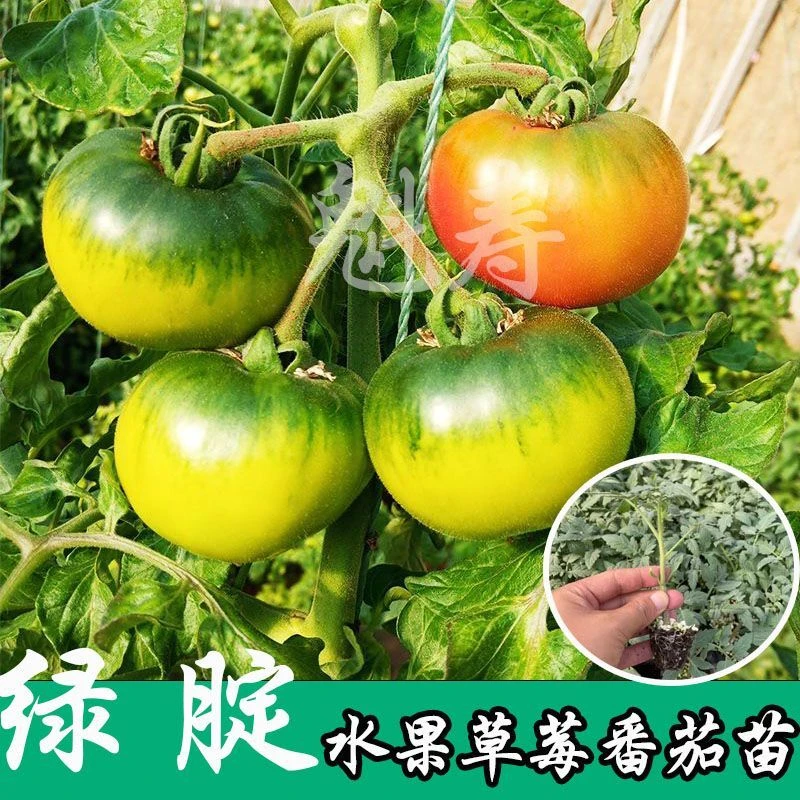 寿光蔬菜苗子番茄苗子草莓番茄苗子西红柿苗四季柿子苗粉果番茄
