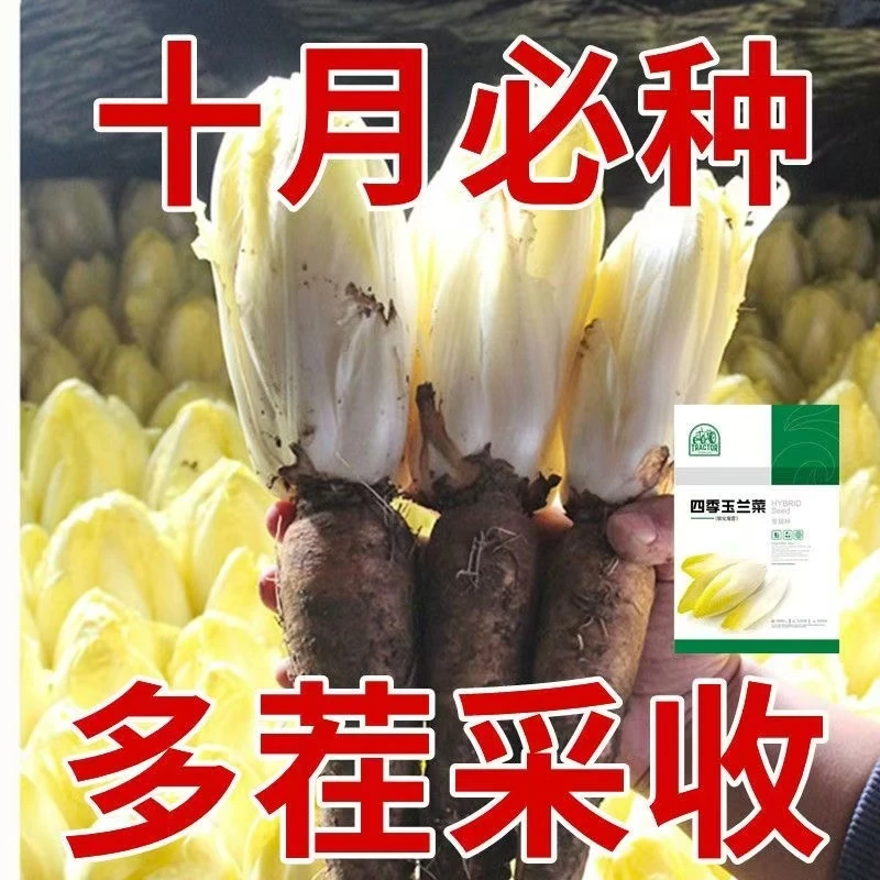 金玉兰菜种子四季阳台菜种籽多年生比利时软欧洲菊苣盆栽蔬菜种子