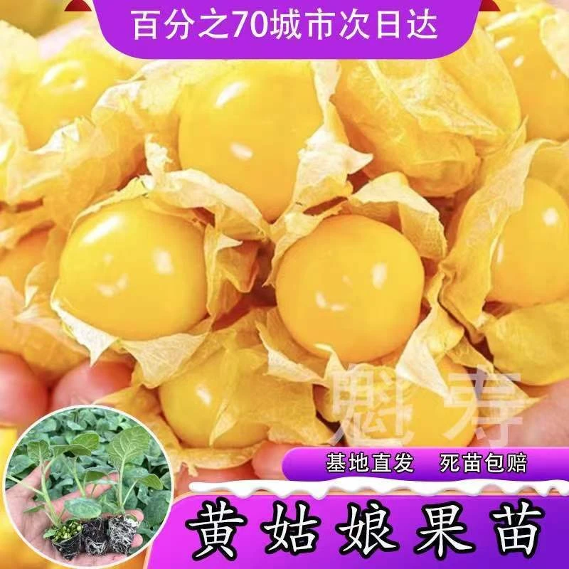 特甜大果黄姑娘果苗秧带土发货正宗金菇娘果种子春秋盆栽南北方种