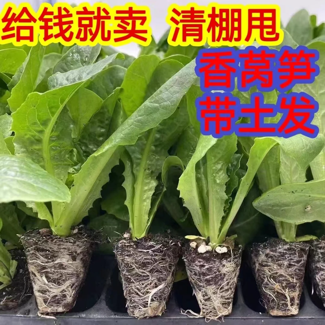 莴笋苗挂丝尖叶红莴笋苗圆叶青莴苣苗秋冬耐寒蔬菜苗菜秧苗穴盘苗