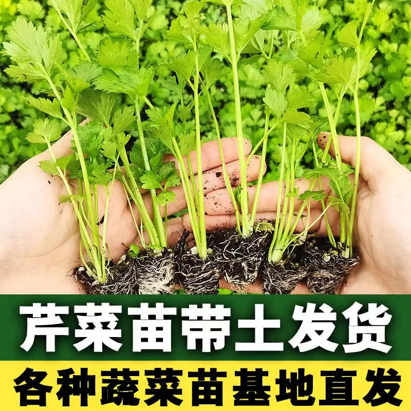 芹菜苗幼苗芹菜秧子苗蔬菜苗包邮西芹秧苗根盆栽蔬菜苗阳台四季播