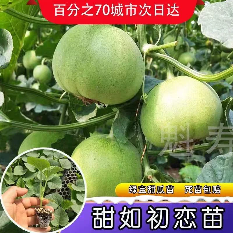 甜瓜苗瓜种苗羊角蜜苗绿宝石甜瓜苗寿光甜瓜苗白玉甜瓜苗哈密瓜苗