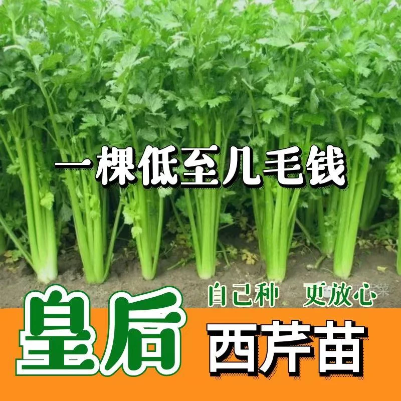 芹菜苗寿光皇后西芹高产盆栽阳台蔬菜秧苗带土包邮