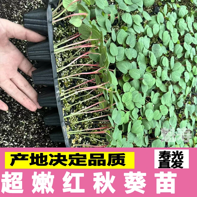 高产嫩奶油红秋葵秧苗山东寿光水果秋葵种子带土菜园蔬菜盆栽