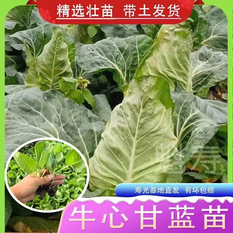 牛心包菜秧苗四季秋冬耐寒耐高温苗阳台庭院种植秧苗蔬菜秧苗大全