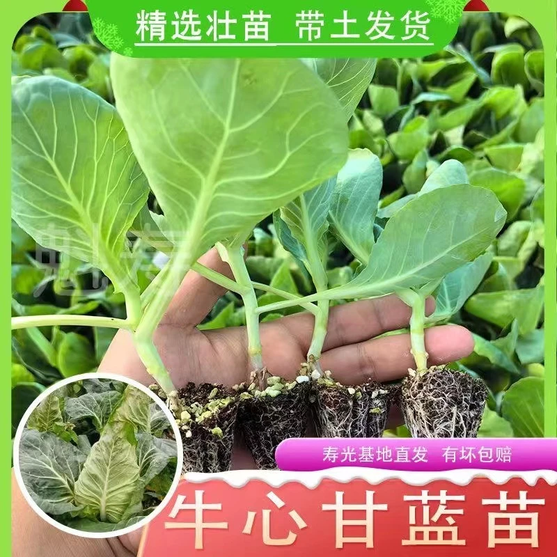 牛心包菜苗尖头包心菜苗四季越冬阳台庭院种植秧苗耐寒牛心甘蓝苗