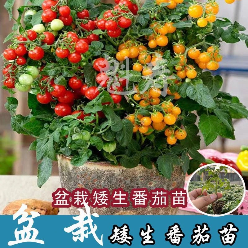 矮生盆栽番茄种子草莓蔬菜种孑苗樱桃小西红柿圣女果四季春阳台籽