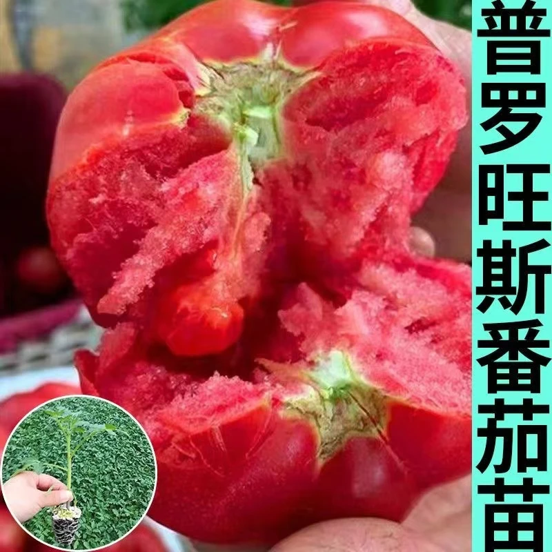 普罗旺斯西红柿苗子 沙瓤口感柿子苗 西红柿苗阳台盆栽四季好成活