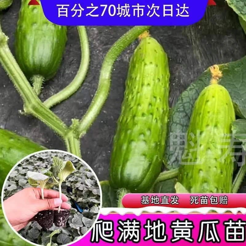 满地爬黄瓜苗秧种子四季春秋阳台高产蔬菜压趴架大小水果黄瓜种籽