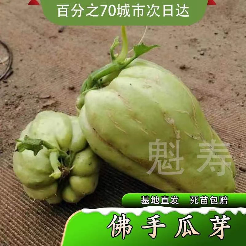 佛手瓜带芽 种瓜 四季种植 阳台庭院种植 扶手瓜 龙须菜 福寿瓜子