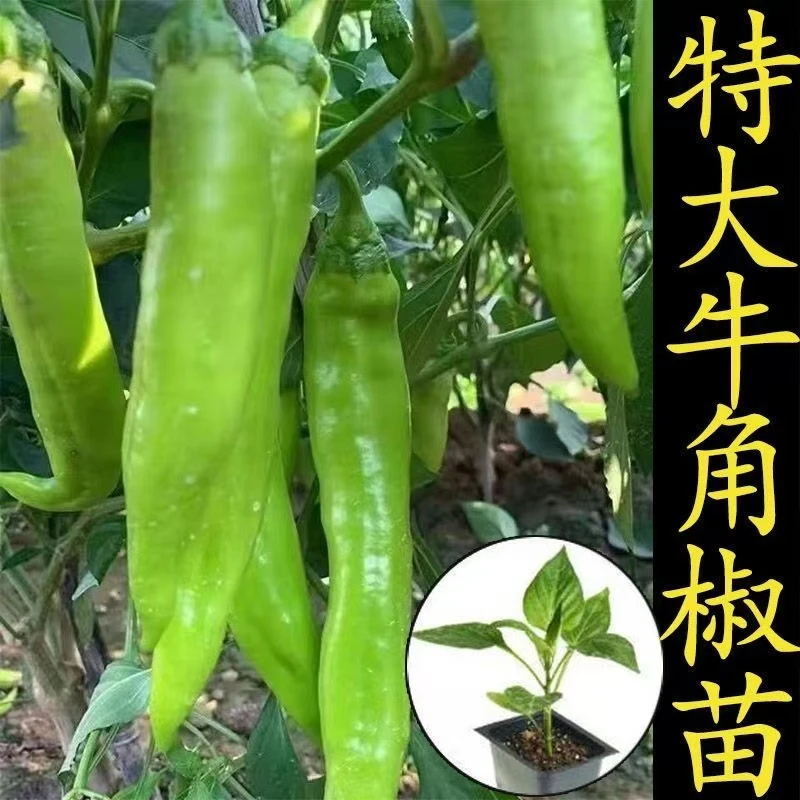 寿光特大牛角椒秧苗种籽羊角椒大青椒线椒甜椒四季春秋盆栽阳台