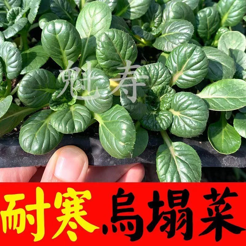 乌塌菜苗耐寒耐冻秧苗幼苗秋冬季春季南方北方盆栽阳台四季蔬菜苗